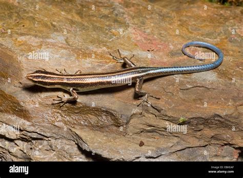 Blue tailed skink hi-res stock photography and images - Alamy