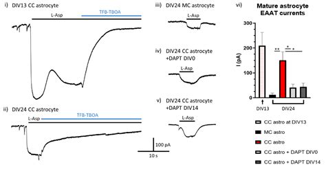 The Regulation of Astrocytic Glutamate Transporters in Health and ...