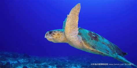日本名古屋放生46只红海龟 小海龟仅重40克-搜狐IT
