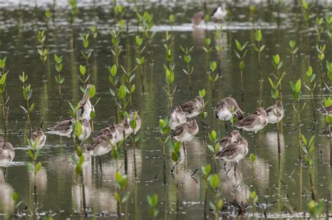 Photos Chine : oiseaux migrateurs à Haikou — Chine Informations