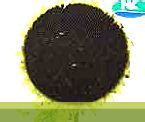 Sunflower | Syngenta
