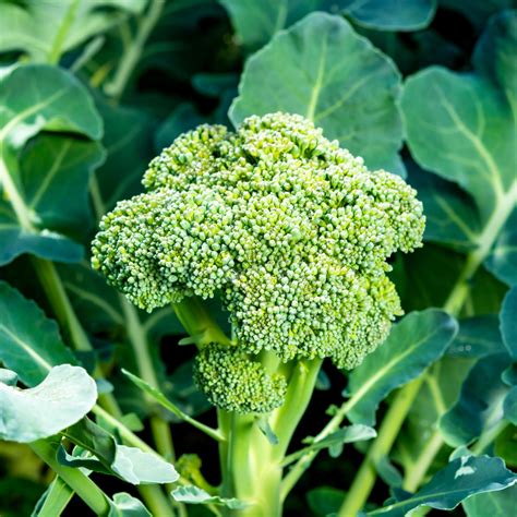How to Grow Broccoli from Seed - growhappierplants.com