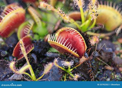 Venus Fly Traps & Sundews Carnivorous Plants Flowe Stock Photo - Image of flora, catch: 33792352