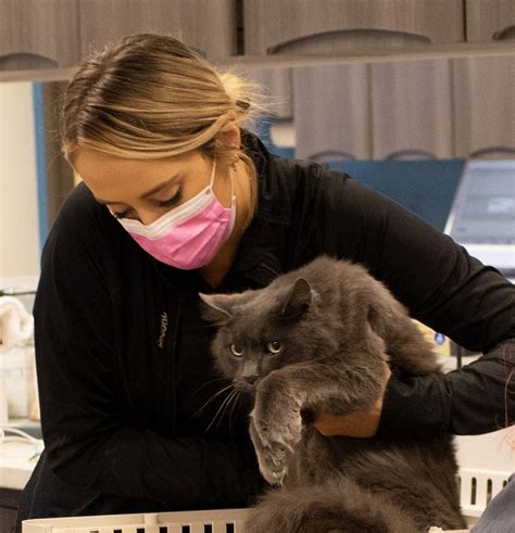 Emergencies | Lake Anna Veterinary Hospital