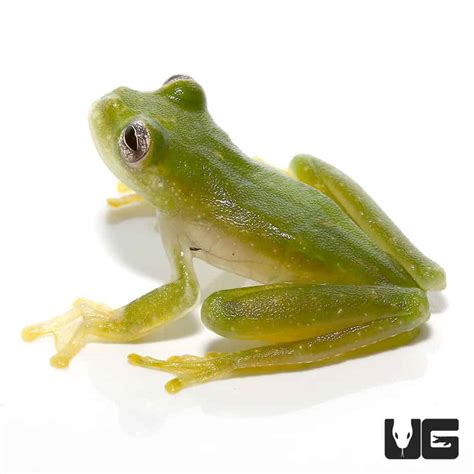 Powdered Glass Tree Frog For Sale - Underground Reptiles