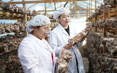 毕节黔西县：食用菌菌棒生产车间忙-贵州网