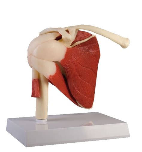 Image result for Shoulder Joint Model