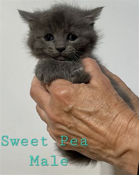 Kitten Party @ Delran Petsmart , 4004 Route 130, Delran, NJ, United ...