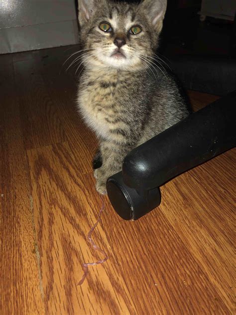 Why is my kitten having uncontrolled diarrhea but seems fine? | Petco