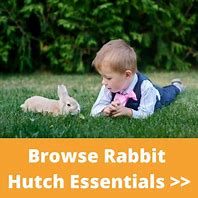 Image result for Pet Rabbits Room