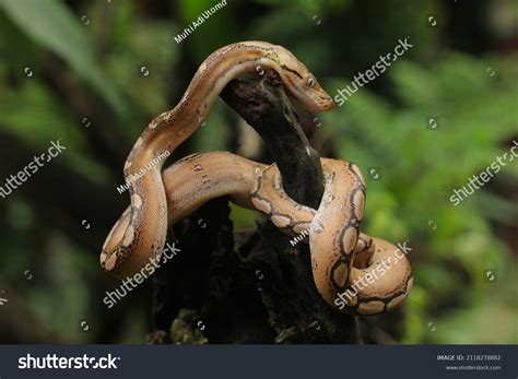 Image result for Motley Reticulated Python