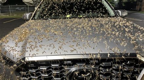 Gross, but harmless: Mayflies swarm in northwest Ohio | wtol.com