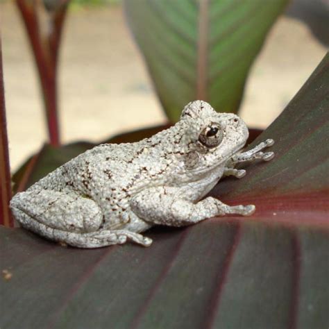 Tree Frog Range 的图像结果