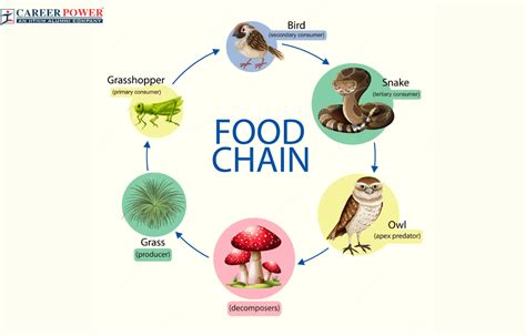 Science Food Chain 的图像结果