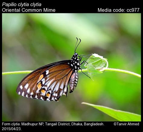 Papilio clytia | Butterfly