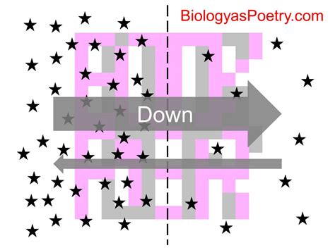 Image result for Concentration Gradient Illustration