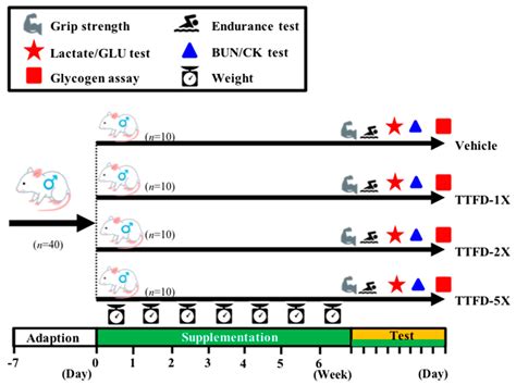The Effects of Thiamine Tetrahydrofurfuryl Disulfide on Physiological ...