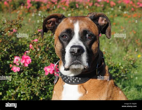 Image result for Boxer Mix Dogs