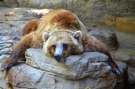 30 Amazing Facts About Bears Hibernating - Facts.net