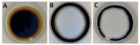 Genomic Insights of Wheat Root-Associated Lysinibacillus fusiformis ...