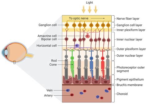 Eye Iris Flickering at James Goldsbrough blog