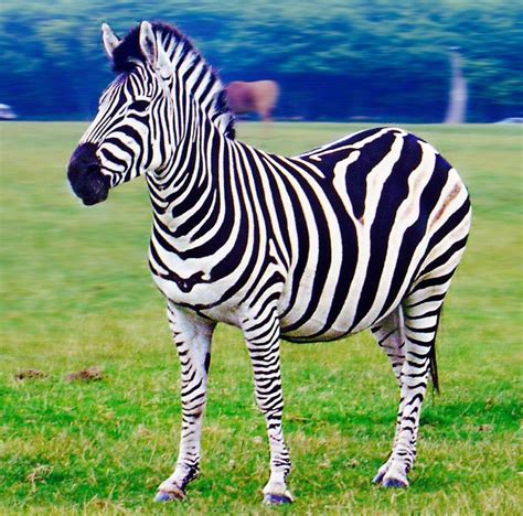 Image result for Zebra Programming Language Applications