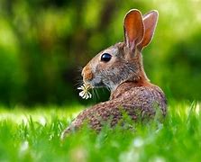 Image result for Rabbit Teeth Adult