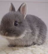 Image result for Cutest Pic of a Bunny