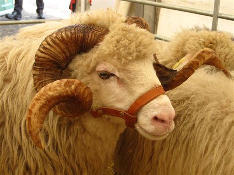 Proponen crear un mini matadero de pollos y reciella en el concejo de ...