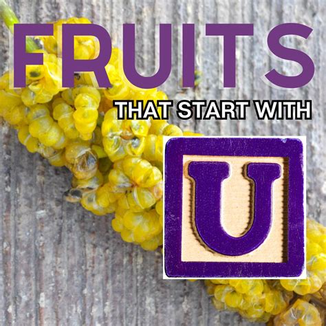 Fruits That Start With U: 20+ Fruits Beginning With U | Bake It With Love