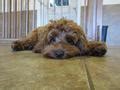 Image result for Cockapoo 1 Year Old