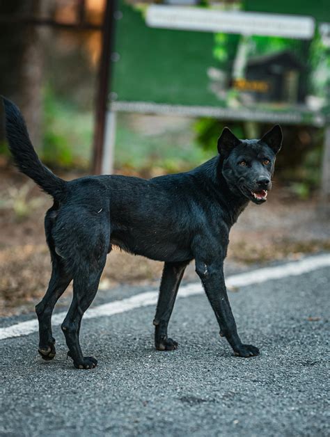 Dog+Knot+Pull+Out+Compilation Photos, Download The BEST Free Dog+Knot ...