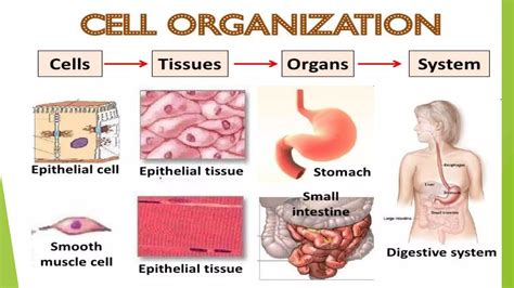 Life Science Theories 的图像结果
