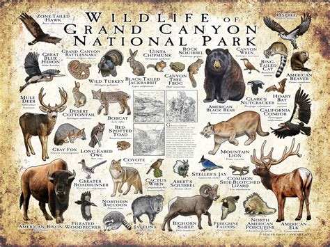 Wildlife of Grand Canyon National Park Poster Print