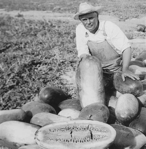 cropped water melon farmer - Venice Museum & Archives