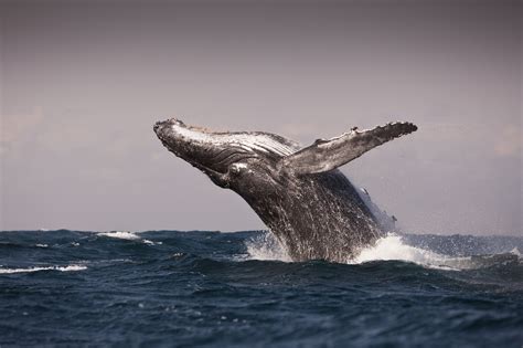 Humpback Whales Discovered in 'Super-Groups' | TIME
