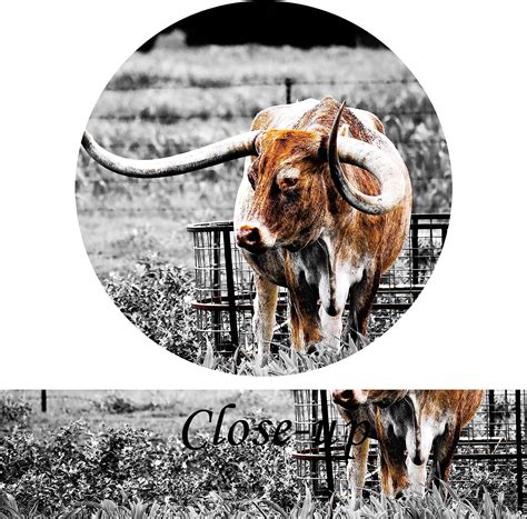 Buy Animals Canvas Wall Art Decor Highland Cow Picture Longhorn Cattle ...