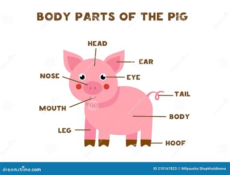 Body Parts of the Pig. Scheme for Children Stock Vector - Illustration ...