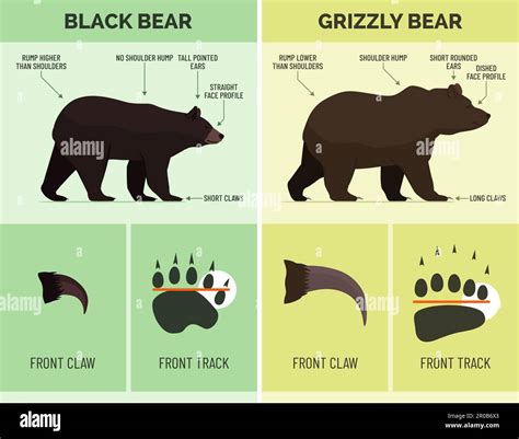 How to recognize Black bear and Grizzly bear, wildlife infographic ...