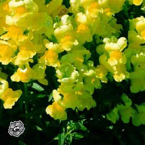Power of Mental Expression : spiritual meaning of flower