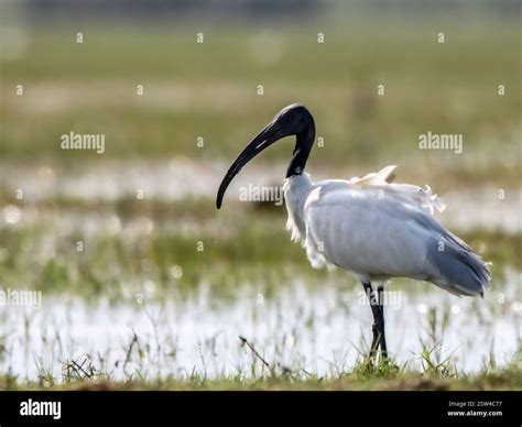 the natural behavior and environment of the ibis, highlighting its unique physical ...