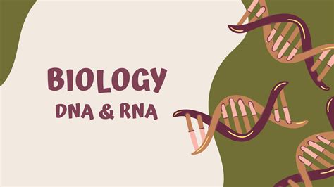 Biology DNA and RNA 的图像结果