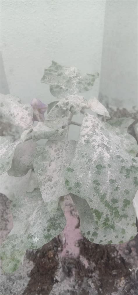 Mphmi Plants Kiwi Fruit Afghan Live Plant Feet Elite Hybrid Yellow All ...