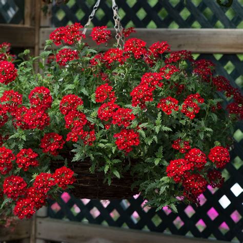 Verbena Enchantment Red (Trailing)| 3 x 6cm Garden Ready Biodegradable ...