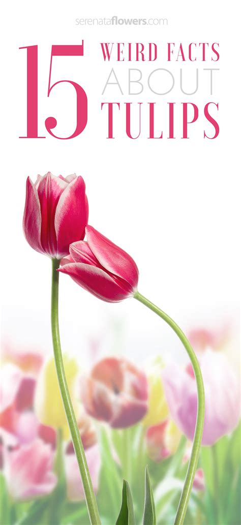 Interesting Facts About Flower Bulbs at Shaun Williamson blog