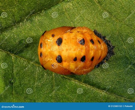 Pupa of Ladybug Harmonia Sp Stock Photo - Image of beetle, life: 212385152