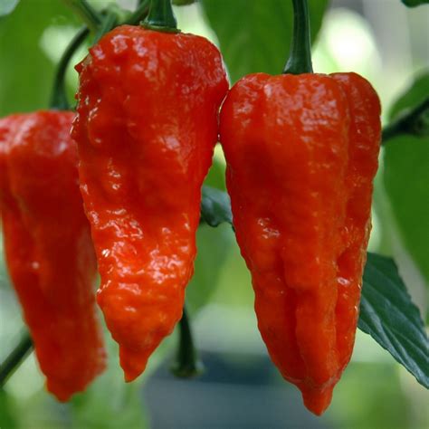 Ghost Chili Scoville Rating How Hot Is Ghost Pepper Sauce Really?