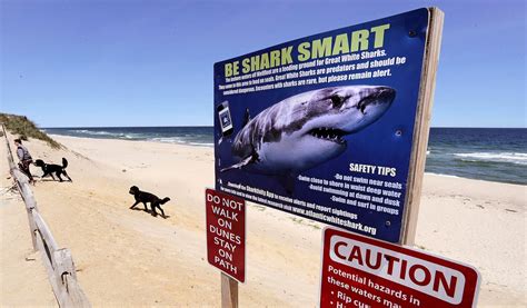 1 Year After Deadly Great White Attack, 'Shark-Smart' Cape Cod Works to ...