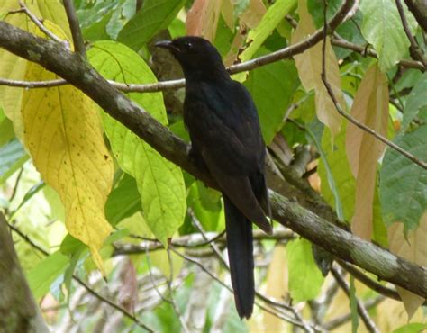 Taxonomy Cuckoos (Cuculidae) - Observation.org