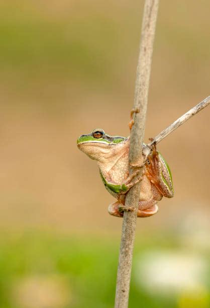Image result for Pink Tree Frog